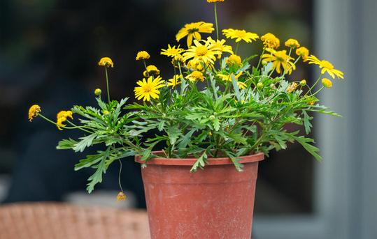 基质栽培定植后如何管理？