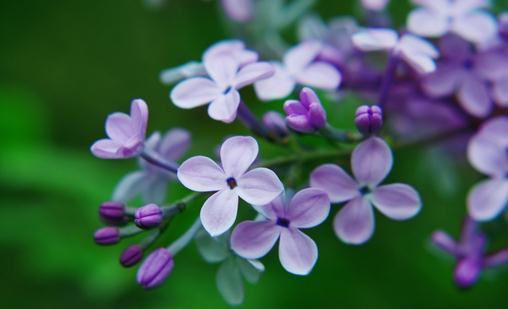 丁香花的介绍-丁香花对家居环境的影响