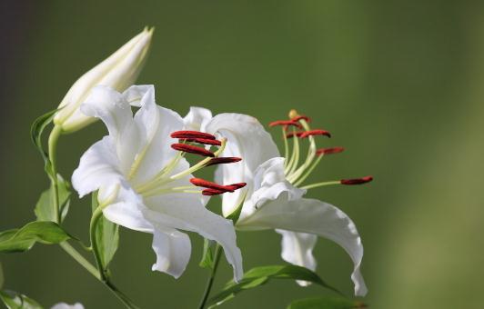 百合花的象征意义-百合花的养殖技巧