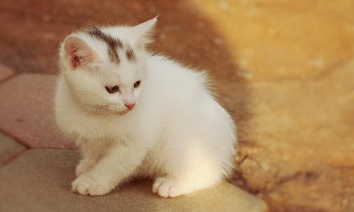 教你正确抱猫咪的方法